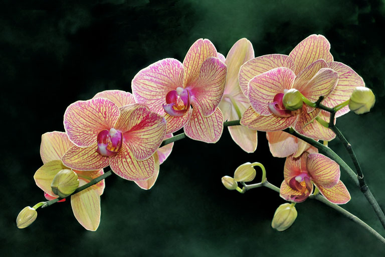 Orchid spray 1
